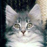 Sibirische Katze Fenja von der Gronau